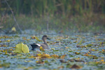 Gadwall In Lilys
